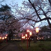 桜まつりの「桜のライトアップ」