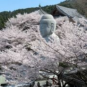 まるで大仏様が桜に埋もれているようでした。