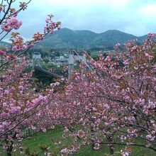 満開の八重桜の奥に風の吊り橋が見えます