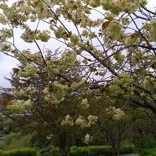 珍しいウコンの桜もありました。