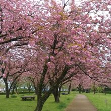 桜の里と名付けられたエリア。桃源郷のようでした。