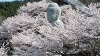 まるで大仏様が桜に埋もれているようでした。