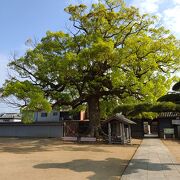 何年か前にも正月来訪したことのある餅つきイベントある長尾寺