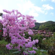 ツツジと展望台