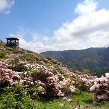 シャクナゲと周囲の山々