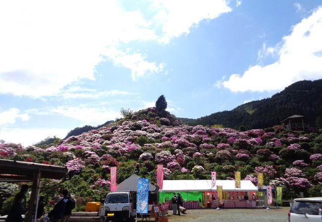 星の花公園 シャクナゲまつり クチコミ アクセス 営業時間 八女 筑後 フォートラベル