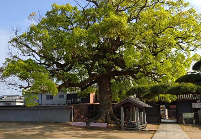 何年か前にも正月来訪したことのある餅つきイベントある長尾寺