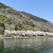 桜の満開日を狙って湖からのアプローチがおすすめ