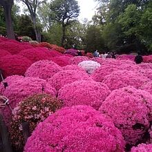 これはつつじがちょうど満開のときに撮った写真です。