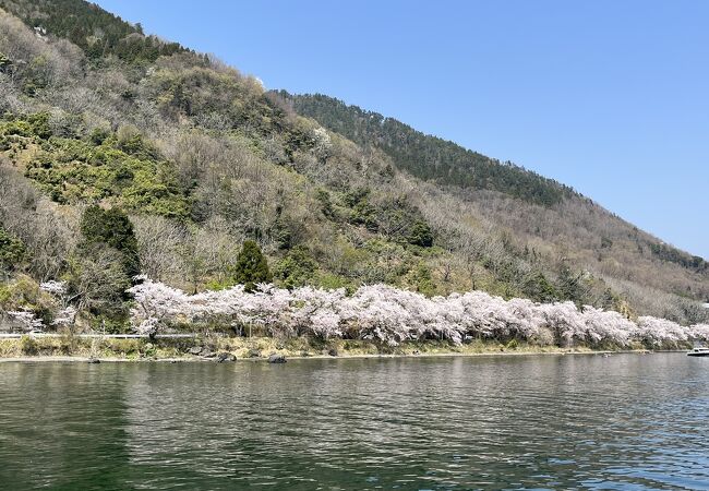 桜の満開日を狙って湖からのアプローチがおすすめ