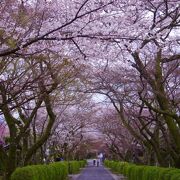 桜が満開の時期まで1週間ほど早かったが、それでもキレイでした!　次回は是非晴れた日に!