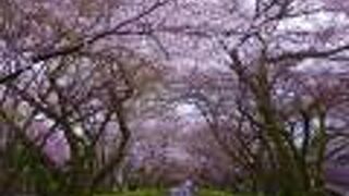 桜が満開の時期まで1週間ほど早かったが、それでもキレイでした!　次回は是非晴れた日に!