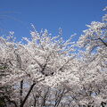 桜の名所