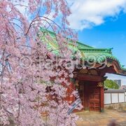 勅額門脇の桜が満開でとてもきれいでした。