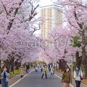 霊園内の桜並木がとても綺麗でした。