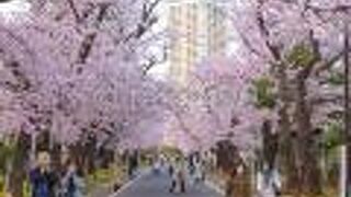 霊園内の桜並木がとても綺麗でした。