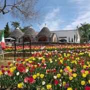 一面チューリップで春のイタリア