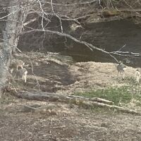 ホテルのまわりには多くの鹿が見られます。