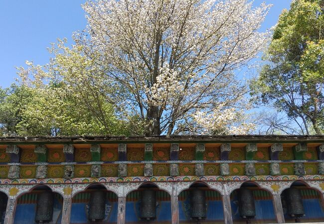 寺院と桜