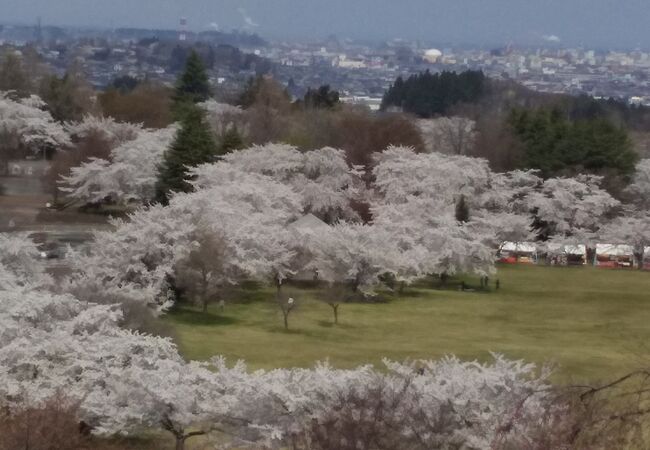 桜満開！圧巻！