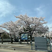桜と案内板