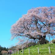 新日本風土記のオープンニングに出てくる桜