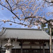 意外や桜も綺麗