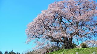 新日本風土記のオープンニングに出てくる桜