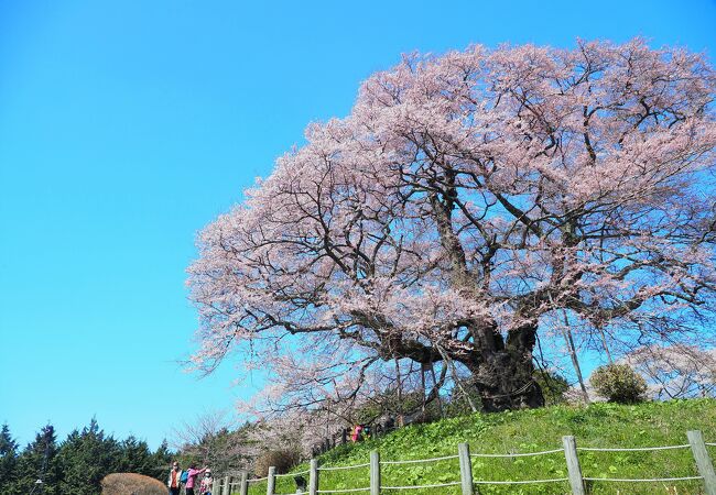 新日本風土記のオープンニングに出てくる桜