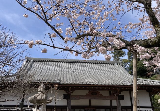 意外や桜も綺麗