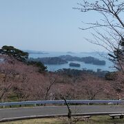 桜満開は少し早かった