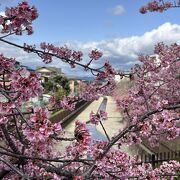 河津桜の名所