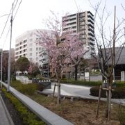 桜も咲いていた