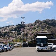 道の駅から見た二反田のサクラ