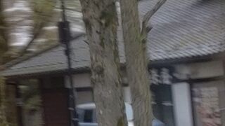 ちょっと寄ってみたくなる佇まい