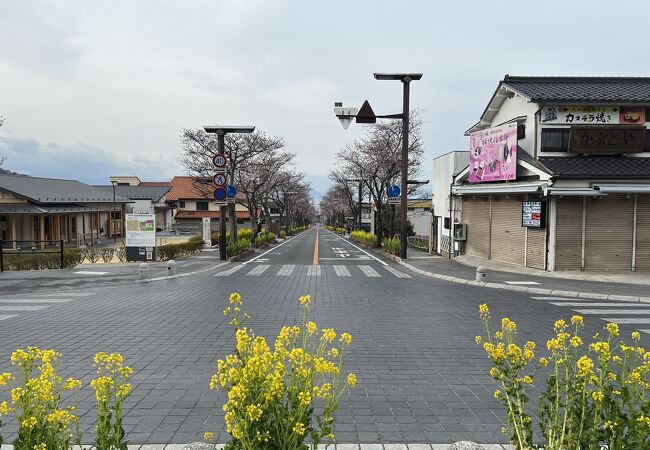 １００本のさくら並木の通り