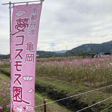 京都丹波／亀岡夢コスモス園