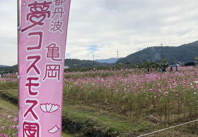 京都丹波／亀岡夢コスモス園