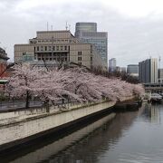 4月は桜並木がキレイでした
