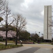 春は桜が咲いていました