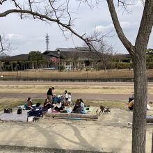 桜は咲いていなくてもピクニックに最適