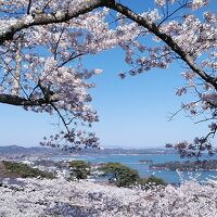 松島の桜