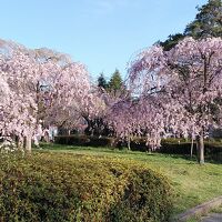 榴岡公園の桜