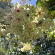 桜の名所