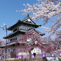 満開になった弘前城の桜