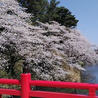 弘前城の桜