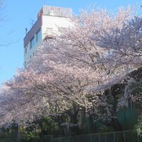 桜並木があります