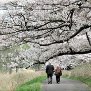 北上川沿いの桜の名所。満開でも平日は程よい人出