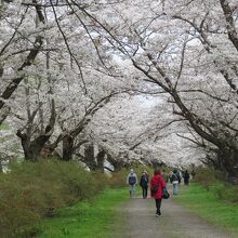 桜並木が両側にある桜のトンネルになった展勝地遊歩道