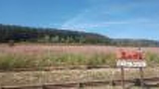 広大なコスモス畑